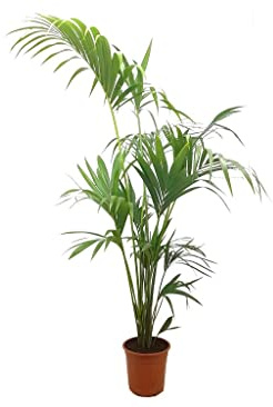 PLANTA NATURAL PALMERA KENTIA FORSTERIANA M24 180CM PERFECTA PARA INTERIOR