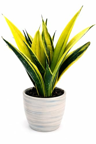 POWERS TO FLOWERS - SANSEVERIA GOLDEN FLAME IN VASO CERAMICA AFRICA, vaso 13cm, pianta vera