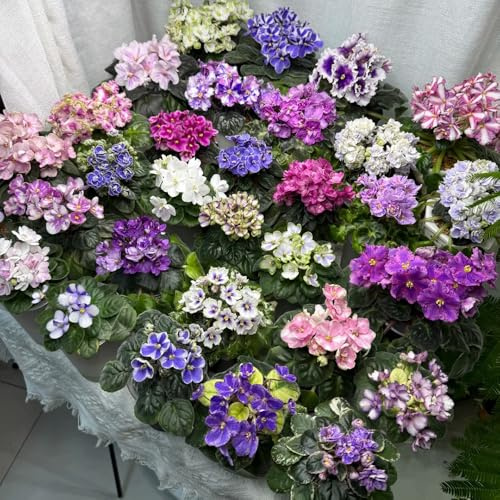 usambaraveilchen - balkongarten topfpflanzen deko büro hochbeet bio pflanzensamen bodendecker stauden schnittblumen gartenblumen balkonblumen indoor alte sorten gartendeko für draußen 350samen