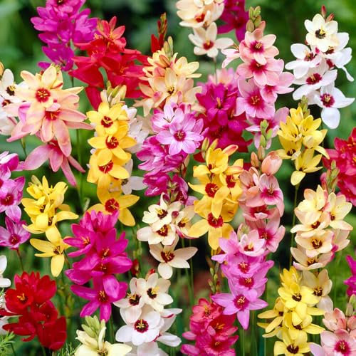 20 Ixia Mixed Bulbs – Exotic Bicolour Blooms for Your Beautiful Garden – Attractive & Graceful Flowers Cultivated for UK Climate