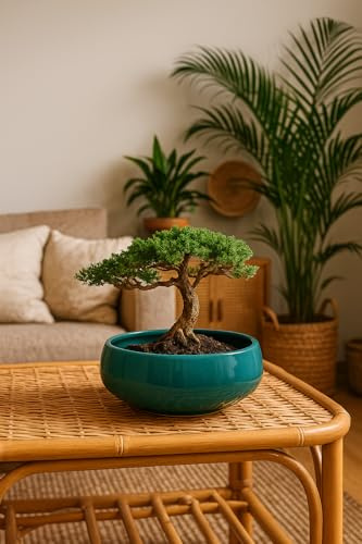 Generisch Keramik Bonsai-Schale „Jungle Moss“ – Handgefertigte Pflanzschale ohne Untersetzer – Runde Bonsaischale mit Naturglasur – Ø 25 cm