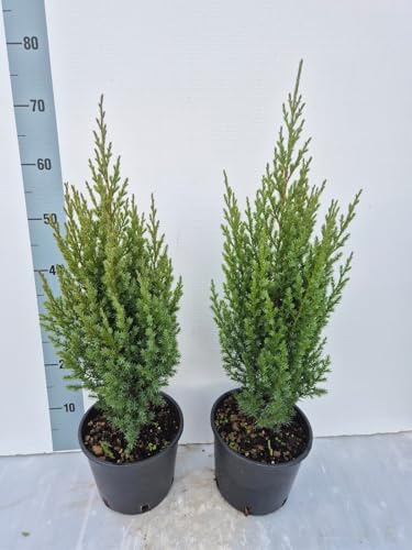 2 Piante di Juniperus Stricta, Ginepro Cinese - Pianta Decorativa - Vivai Giulian Giovani Piante