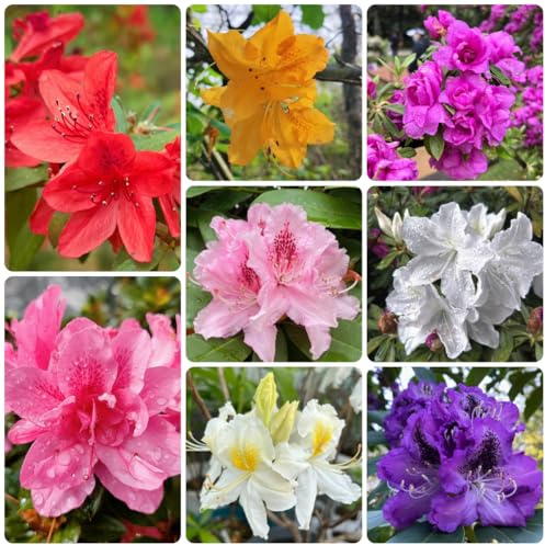 semillas de rododendro - azalea - para lugares soleados de azalea decorativas, resistentes al exterior 15pcs