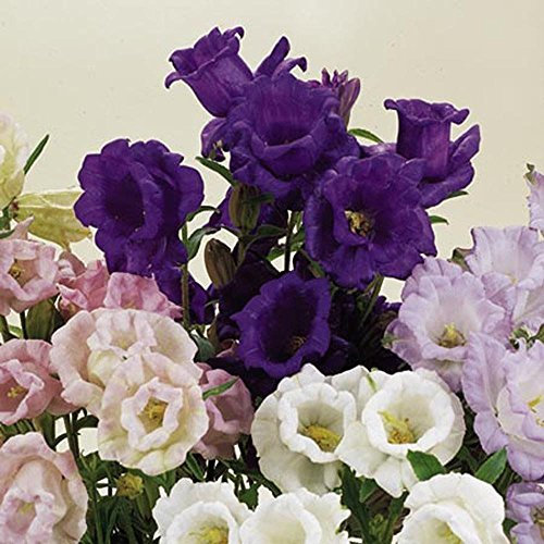 100 graines de Campanula Cup campanules et soucoupe Mix fleurs doubles