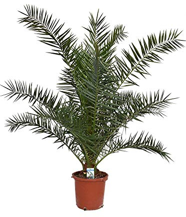 2 Stück Phoenix canariensis 70–100 cm – kräftige kanarische Dattelpalmen, robuste Zimmer- & Gartenpalmen, keine Jungpflanzen, pflegeleicht, mediterranes Flair