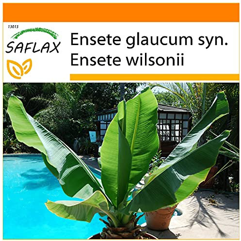SAFLAX - Garden in The Bag - Snow Banana - 10 Seeds - Ensete glaucum syn. Ensete wilsonii