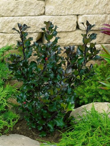 Stechpalme Ilex meserveae Heckenblau 40-50 cm winterhart immergruen