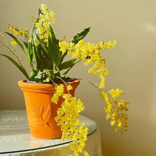 Semi di orchidea Oncidium - raro resistenti vecchie varietà semi di selvatici resistenti per giardini rocciosi arredamento del soggiorno per gli amanti del 450pcs