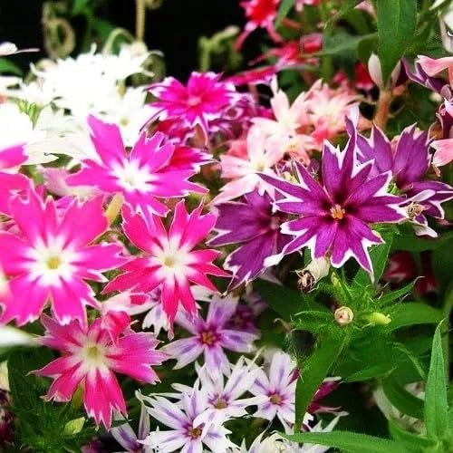 Drummond's Phlox Twinkle Star Dwarf Mix 400 Seeds + Plant tag + Freebie - Phlox drummondii cuspidata