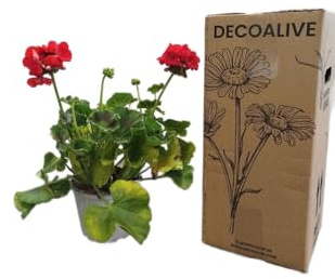 Geranio Rojo Natural DECOALIVE – Planta con Flores Intensamente Coloridas – Ideal para Exteriores