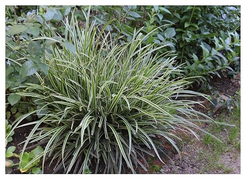 Stauden Gänge 10 x Carex morrowii 'Ice Dance' Bunte Japan Segge winterhart | Buntes Ziergras für Sonne bis Schatten, Blüte April bis Juni, mehrjährig, 1 L Topf (11x11 cm)