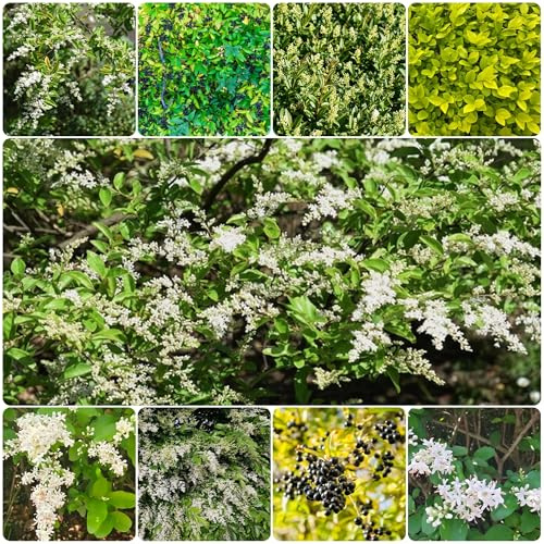 semi di siepe di ligustro, esotiche, perenni vecchie varietà, biologici, resistenti, giardino 200pcs