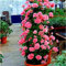 Semi di geranio rampicante freschi 100 pezzi Generic per piantare rosa