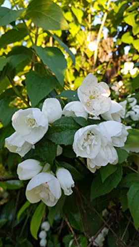 Philadelphus x virginalis 'Virginal' / Seringat des jardins à fleurs semi-doubles/Conteneur de 3 à 4 litres
