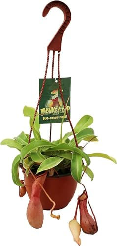 Planta Come Moscas Nepenthes Alta Planta Carnívora Viva Gran Tamaño
