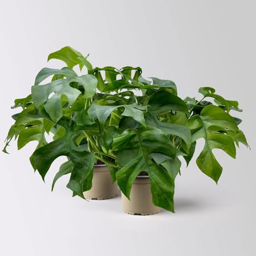 Monstera minima, Topf-Ø12 cm, 2 Pflanzen