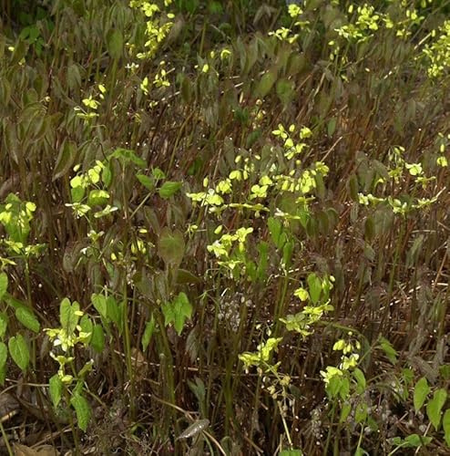 Schwarzmeer Elfenblume Black Sea - Epimedium pinnatum - lebende Gartenpflanze aus den Baumschulen