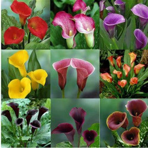 Calla Lily Bulbs Mix Golden Jade Carving Feels Beautiful Now Mixed Crop for Planting Now UK Strong Plants That Grow Well -12 Bulbs-c