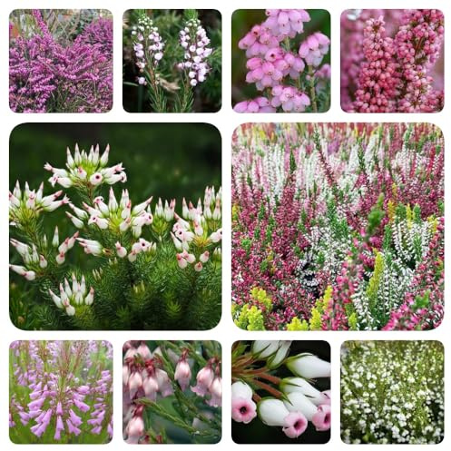 Heidekraut, bio sträucher garten exotische balkonpflanzen geschenke für gartenliebhaber büropflanzen seltene stauden winterhart mehrjährig blumensamen dekopflanzen wohnzimmer 120Samen