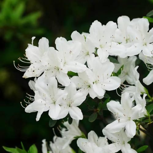 azalea, rododendro - semillas jardín trepadoras en Decoración parterres Decoración balcón sala estar Decoraciones jardín 250semillas