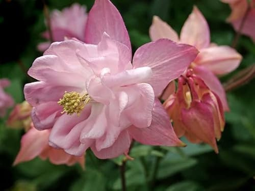 Graines Ancolie des jardins double varié - Fleur vivace - Sachet de 0,8 gramme - Graines de style