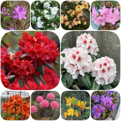 Semillas de rododendro y azalea jardín de arbustos interior orgánico resistentes regalos para jardineros resistentes para jardines rocas 60pcs