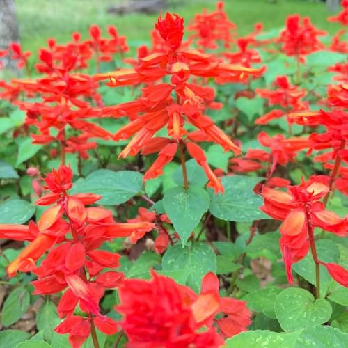 Semi di salvia del fuoco - esotico rialzata biologica balcone semi di copertura del terreno resistenti rari 300pcs