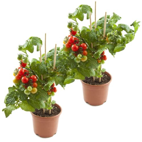 Tomateras Plantas Naturales - PACK 2 UNIDADES - Plantas para Hacer Tomates