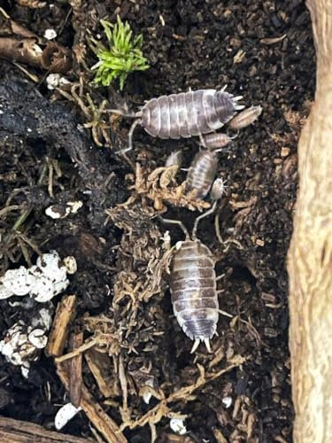 Asseln | Milk Back | Bodenpolizei für Terrarium | Futtertiere | Futterinsekt