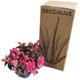 DECOALIVE Planta con Flor Natural – Azalea Rosa para Casa, Oficina y Balcón