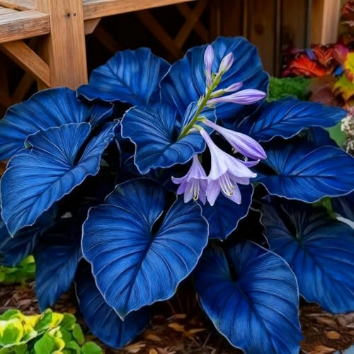 Rhizome hosta/Bulbi di hosta perenni-Profumata/Facile da curare/Perenne/Resistente-6 Rhizome-C