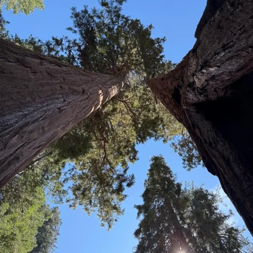 semi di sequoia decorazioni autunnali per il soggiorno 40pcs