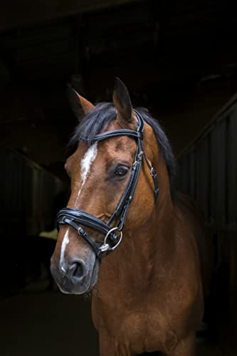 Eric Thomas Trensenzaum Pro Design Havana Warmblut