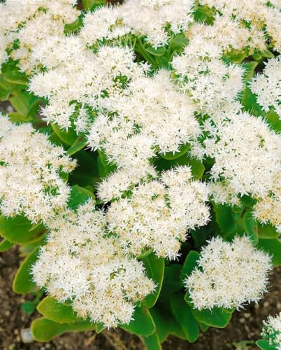 Sedum spectabile 'Iceberg' 9x9 cm Topf – Winterhart, Mehrjährig, Pflegeleicht – Fetthenne – Staude für Beet & Steingarten
