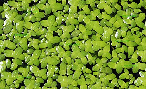 Aquatic Discounts - 100+ Live Duckweed – Vibrant Green Floating Plants for Aquariums, Ponds, aquaponics! Great Food for KOI, Goldfish, Turtles, Cichlids! Improves Water Quality! Buy 2 G E T 1 Free!