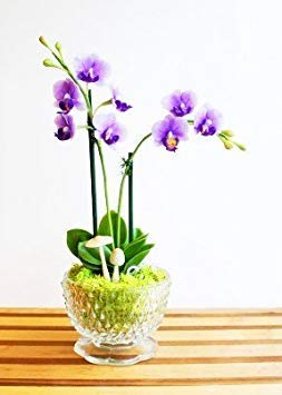 SEMI – 100 Stück/Semi-Di Orchidee Phalaenopsis Vaso Fiori Borsa Mini Impianto al Coperto Rara Orchidea in Vaso per la Miniatura Giardino 6
