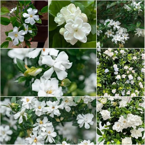 Semi di gardenia resistenti - Semi di gardenia decorativi resistenti per giardino all'aperto per balcone 25 pezzi