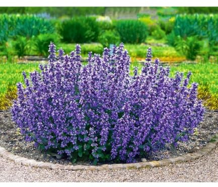 BALDUR Garten 6x Nepeta Cat's Pajamas, Pflanzen im 9x9 cm-Topf | Katzenminze, winterharte Staude,trockenresistent, mehrjährig, pflegeleicht, Wasserbedarf gering