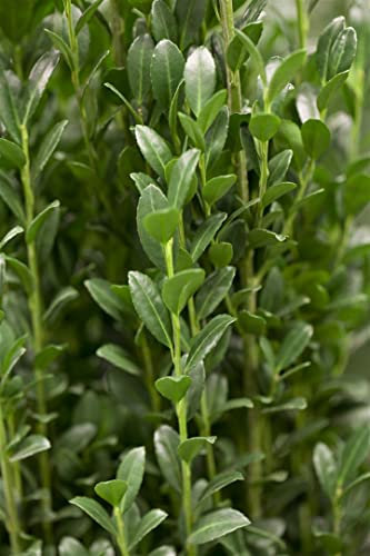 Ilex crenata 'Fastigiata' 100–125 cm – Winterhart, Immergrün, Pflegeleicht – Japanische Stechpalme – Heckenpflanze für Garten & Sichtschutz