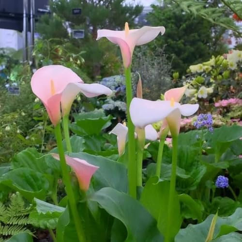 3bulbi di calla sono perenni resistenti, balconi di calle da giardino, forniture, mini giardino