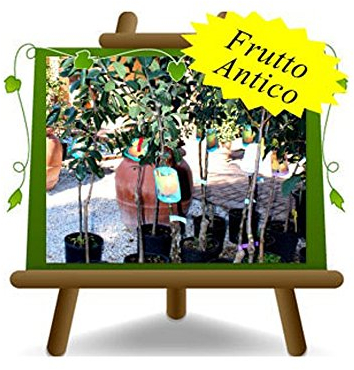 EURO PLANTS VIVAI Melo Renetta del Canada Pianta da Frutto in Vaso 26 cm, Altezza 220 cm, 4 Anni