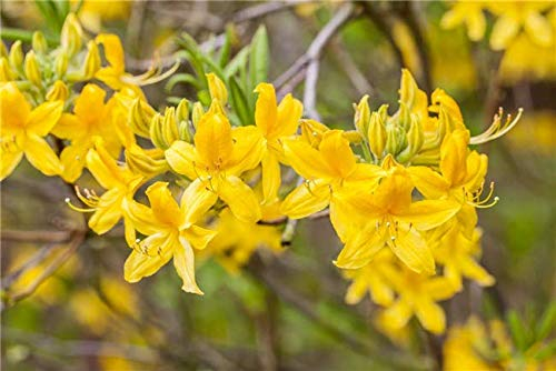 Rhododendron luteum 'Goldtopas' 40–60 cm – Winterhart, Mehrjährig – Sommergrüne Azalee – Zierstrauch für Garten & Kübel