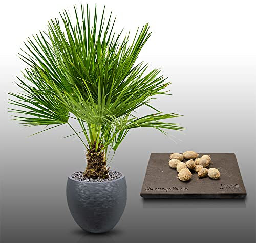 10 graines à semer - Le Grenier d'Abondance - PALMIER NAIN - Chamaerops Humilis