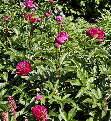 Edelpfingstrose Felix Crousse - Paeonia lactiflora - lebende Gartenpflanze aus den Baumschulen