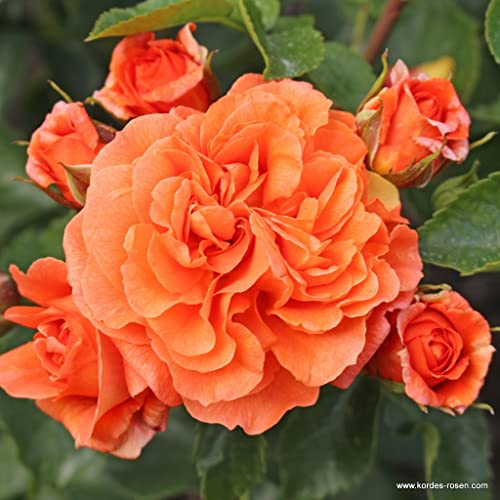 2x Rose 'Orangerie' - Kordes Perkroos - Plant-o-fix -Topf