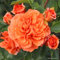 2x Rose 'Orangerie' - Kordes Perkroos - Plant-o-fix -Topf