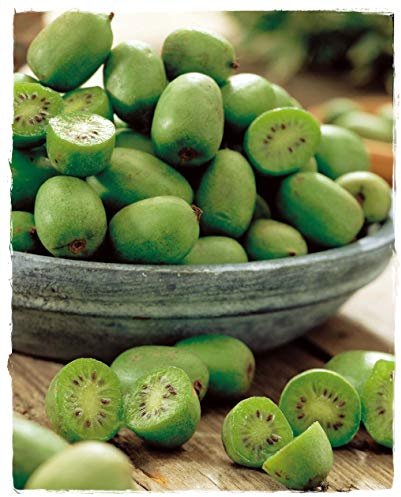 KIWI ARGUTA 'Issai' Pflanze selbstfruchtbar - im Topf Ø 19 cm - H. 100 cm