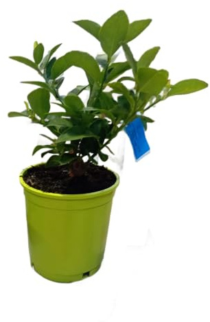 Árbol de Lima para Exterior e Interior Frutal Natural Resistente y Fácil de Cuidar