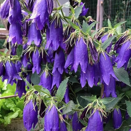 semi di campanula, luoghi soleggiati, Campanula media, giardino balcone da balcone resistenti 500pcs