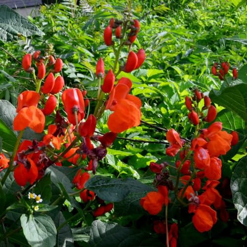 Feuerbohnen - Phaseolus coccineus Bohnensamen kletterpflanze zimmerpflanze stauden winterhart mehrjährig pflanzensamen kräutergarten küche kräuterpflanzen balkonpflanzen winterharte 80samen